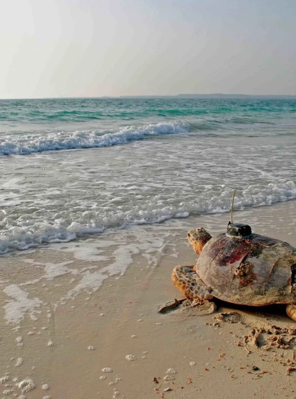 Turtle nesting areas